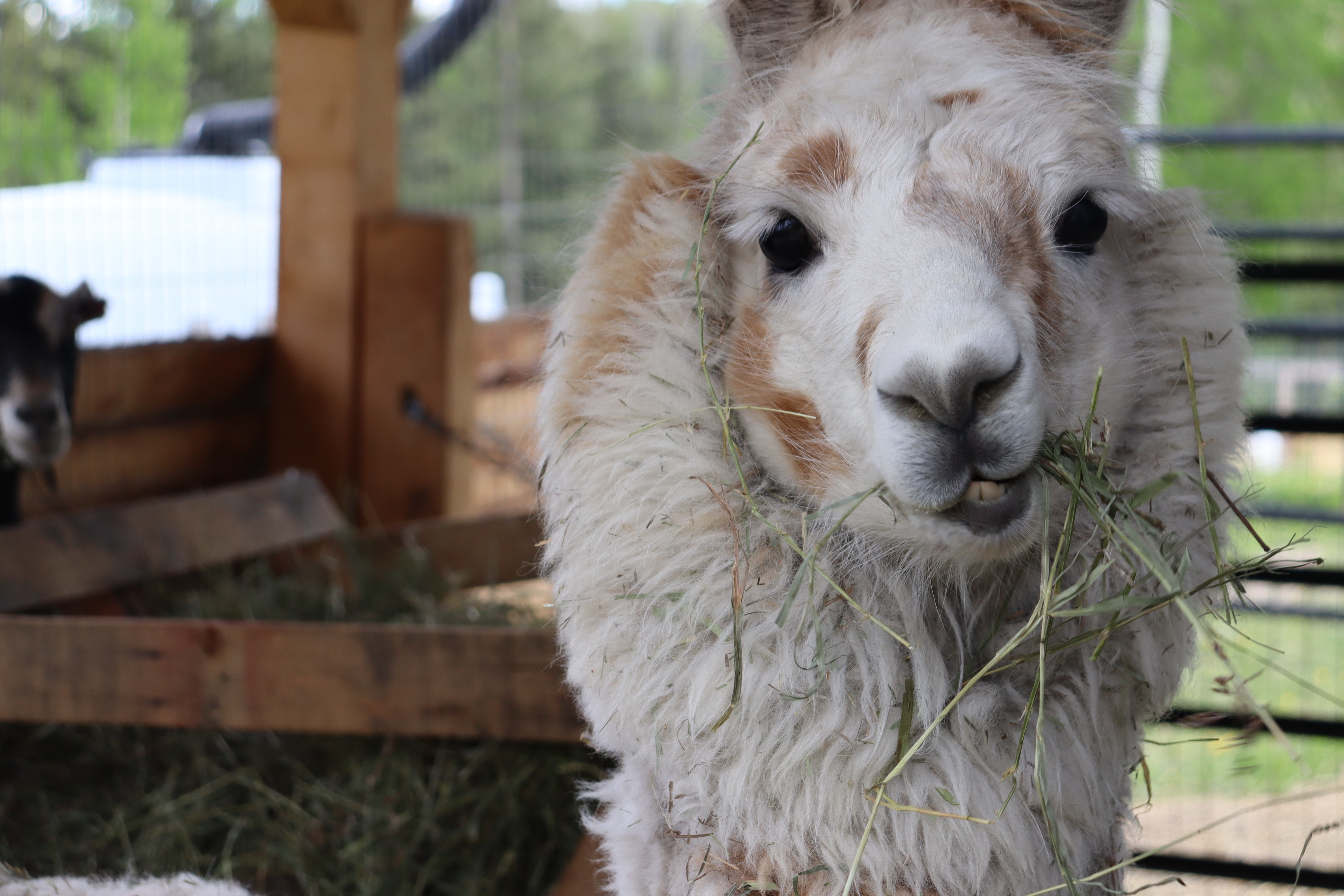 Llama at Baraka Farm