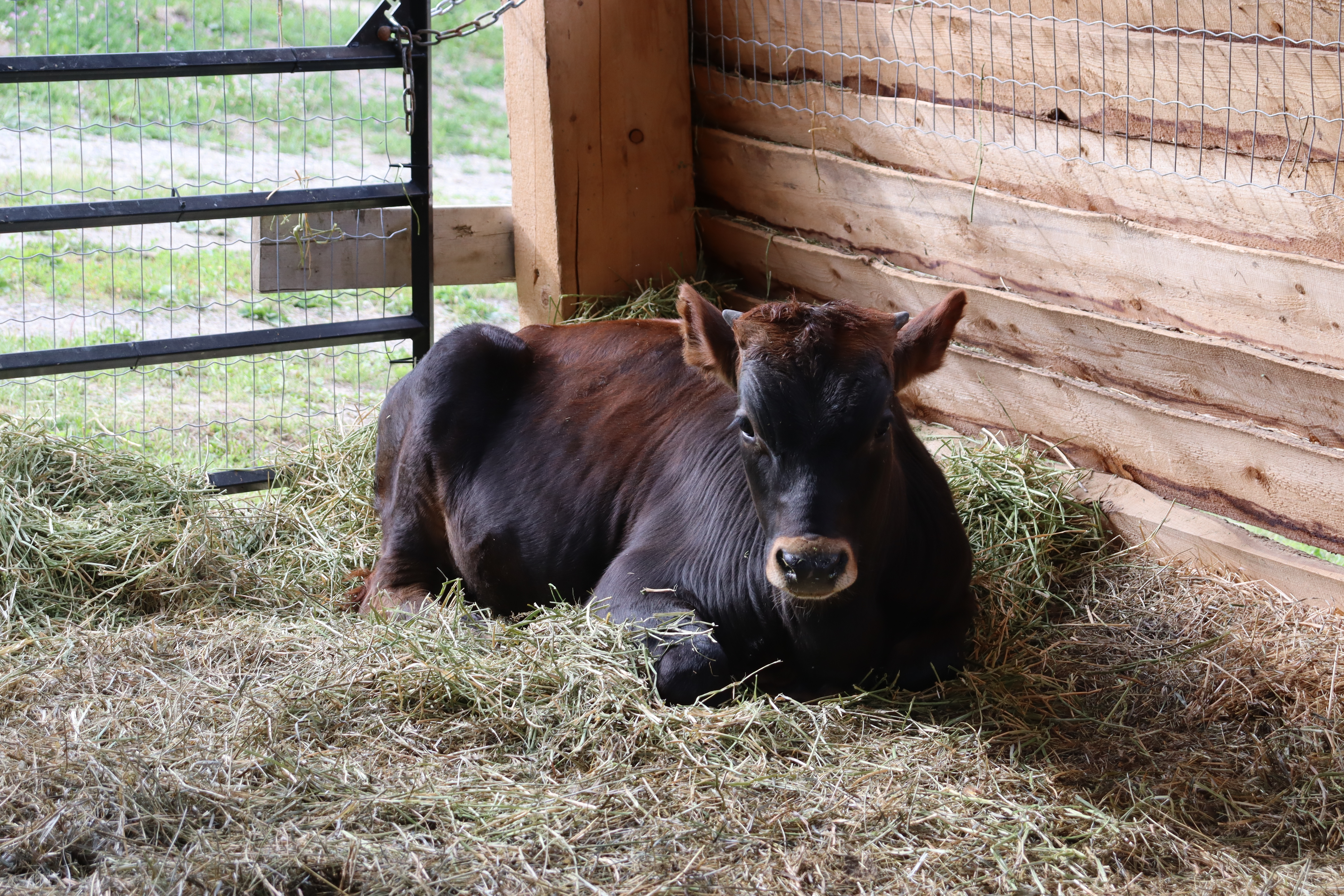 Young calf resting in the barn